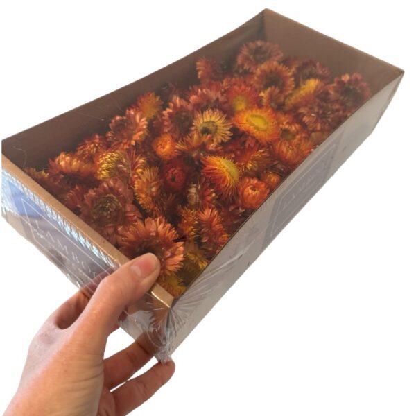 Dry Helichrysum flower/box orange - Image 4
