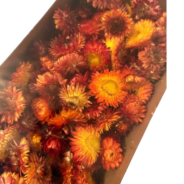 Dry Helichrysum flower/box orange - Image 3