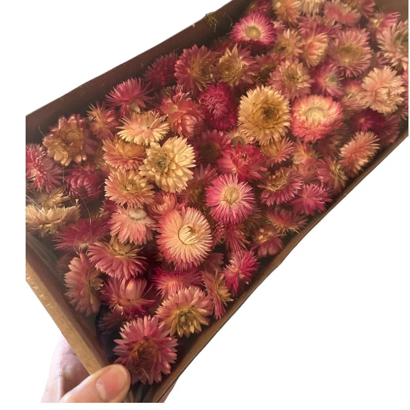 Dry Helichrysum heads/box pink - Image 7
