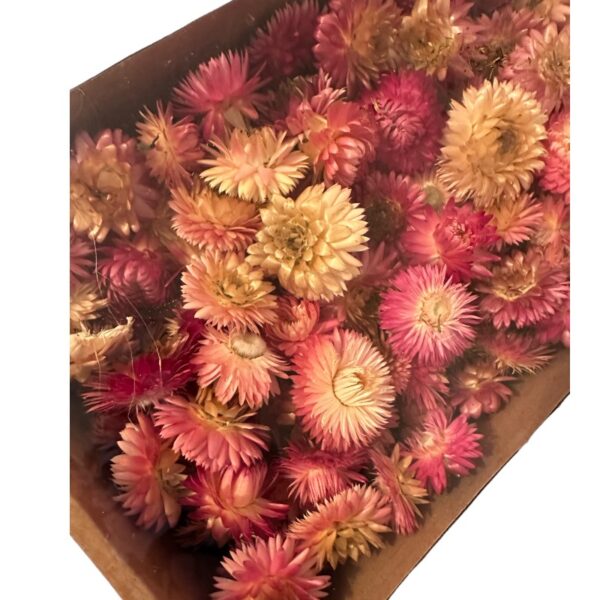 Dry Helichrysum heads/box pink - Image 6