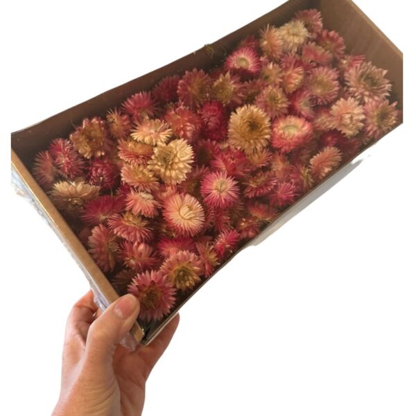 Dry Helichrysum heads/box pink - Image 5