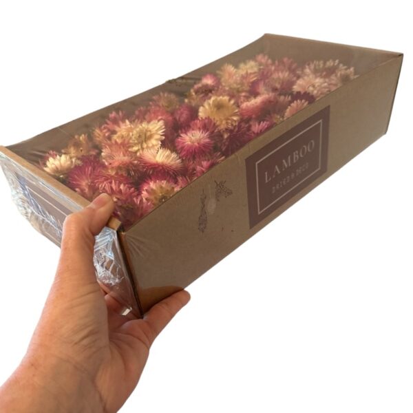 Dry Helichrysum heads/box pink - Image 4