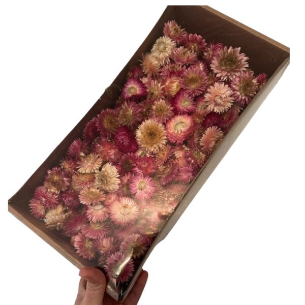 Dry Helichrysum heads/box pink - Image 2