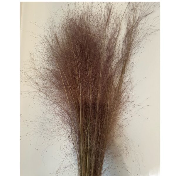 Dry grass - Image 3