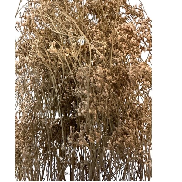Dry limonium white - Image 2