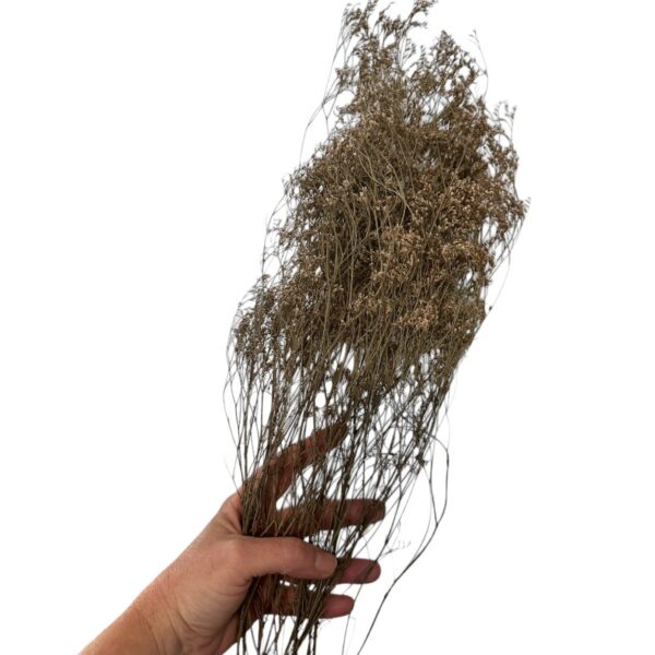 Dry limonium white