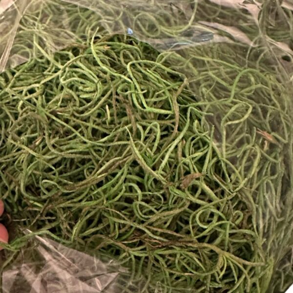 Preserved Spanish moss green