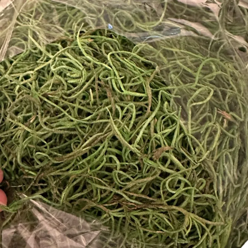 Preserved Spanish moss green