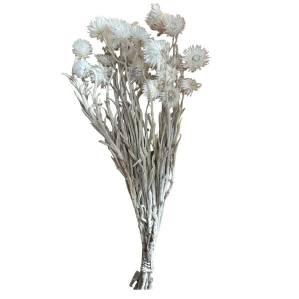 Dry Helichrysum white - Image 7