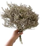 Dry flowers Tatarica white - Image 2