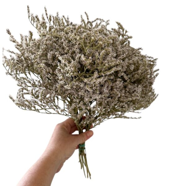 Dry flowers Tatarica white - Image 2