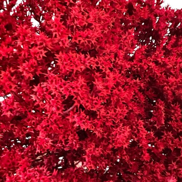 Dry flowers Tatarica red