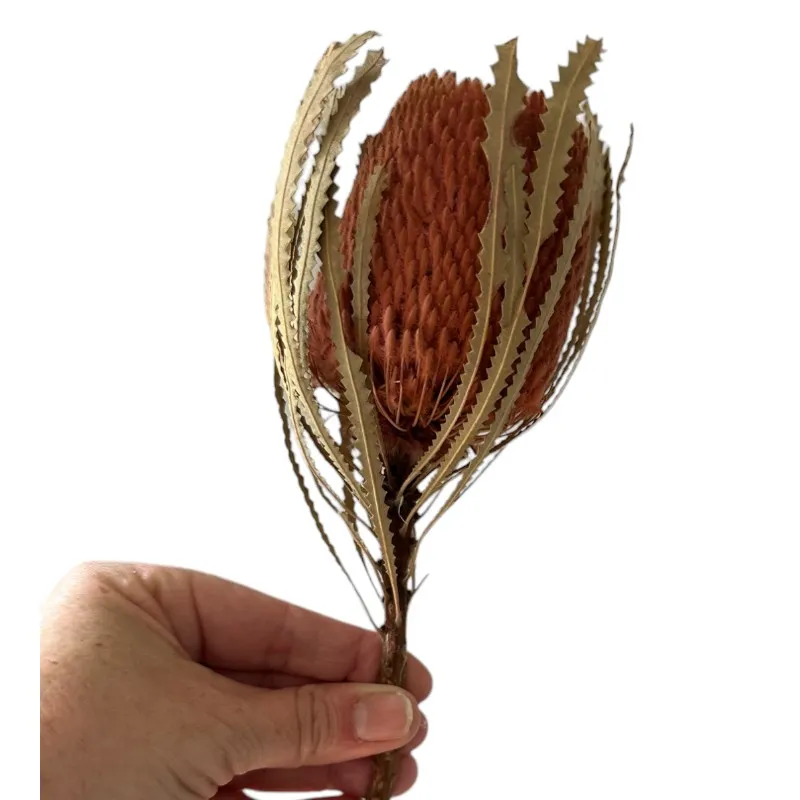 Dry flower Banksia-Hookerana pink - Image 6