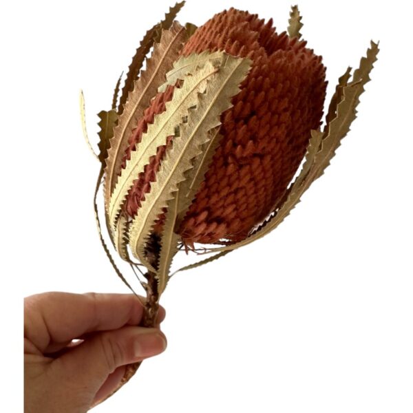 Dry flower Banksia-Hookerana pink