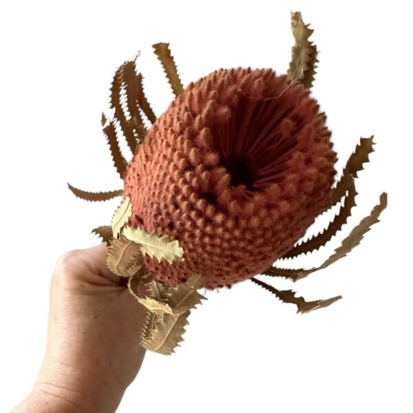 Dry flower Banksia-Hookerana pink - Image 4