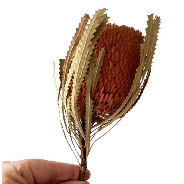 Dry flower Banksia-Hookerana pink - Image 3