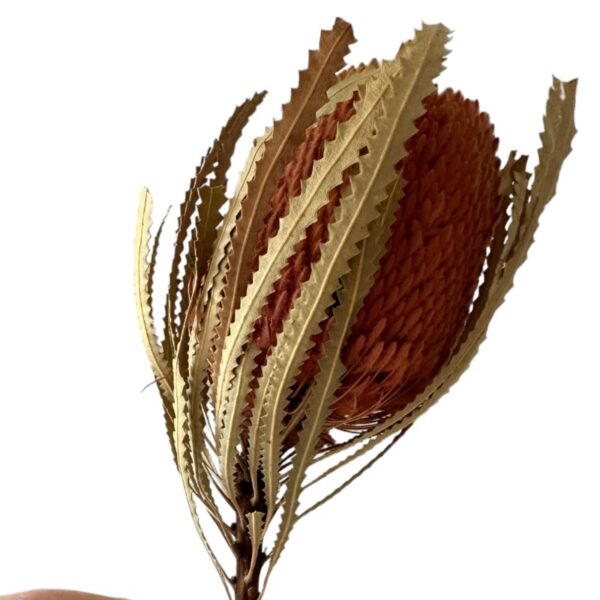 Dry flower Banksia-Hookerana pink - Image 2