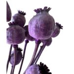 Dry Poppy Pod lilac
