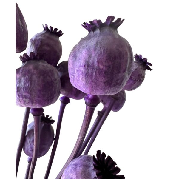 Dry Poppy Pod lilac