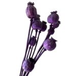 Dry Poppy Pod lilac - Image 3