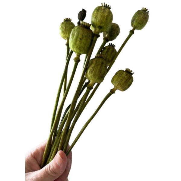 Dry flowers Poppy-pods green - Image 2