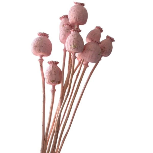 Dry flowers Poppy-pods pink - Image 5