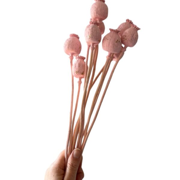 Dry flowers Poppy-pods pink - Image 4