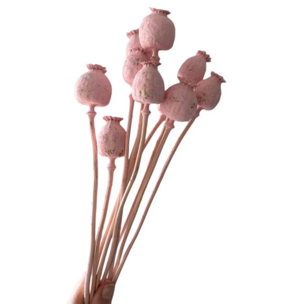 Dry flowers Poppy-pods pink - Image 3