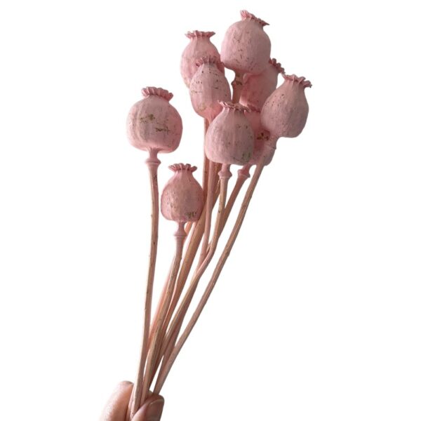 Dry flowers Poppy-pods pink - Image 2