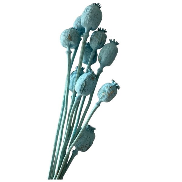 Dry flowers Poppy-pods blue - Image 3