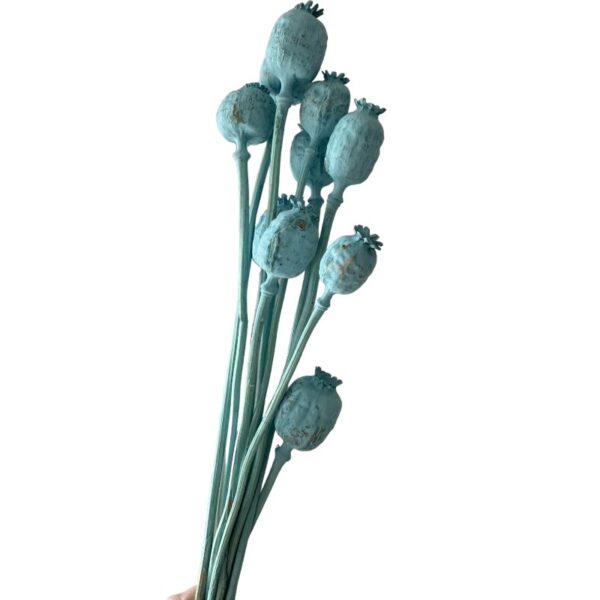 Dry flowers Poppy-pods blue - Image 2