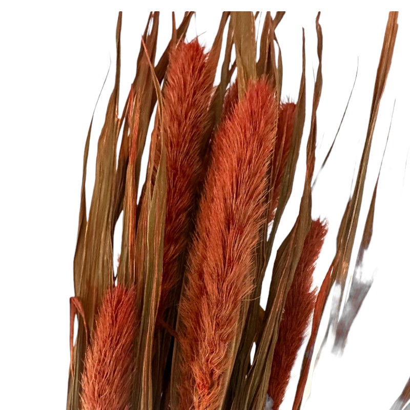 Dry flowers Setaria orange