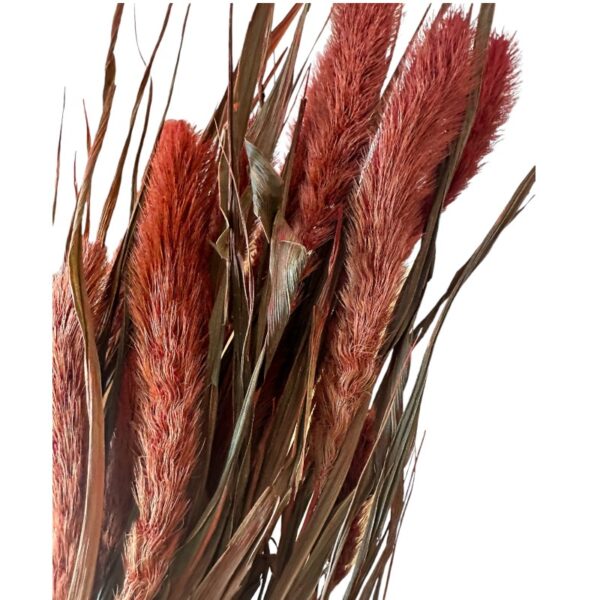 Dry flowers Setaria orange - Image 2
