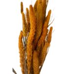 Dry flowers Setaria ochre