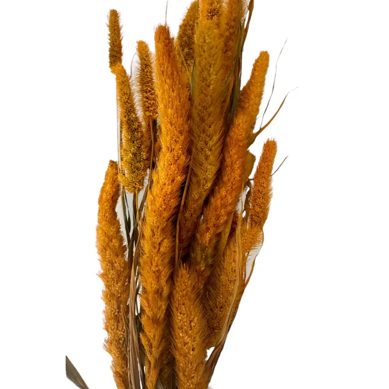Dry flowers Setaria ochre