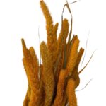 Dry flowers Setaria ochre - Image 3