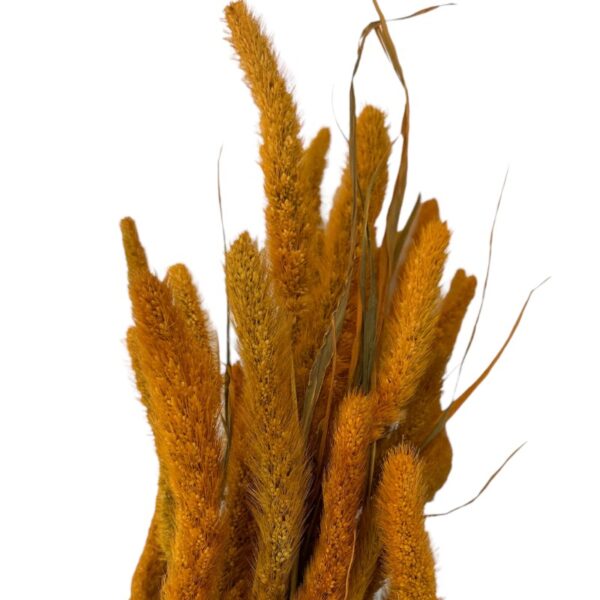 Dry flowers Setaria ochre - Image 3