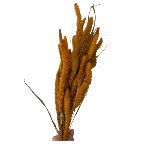 Dry flowers Setaria ochre - Image 2