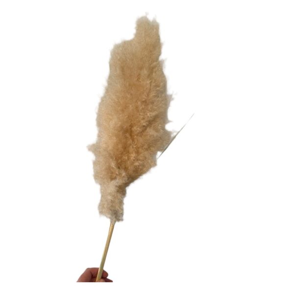 Dry pampas short stem