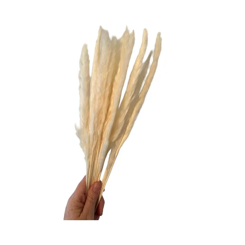 Dry white mini pampas