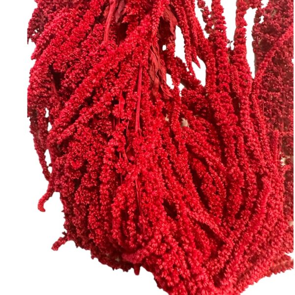Red amaranthus