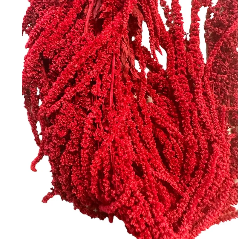 Red amaranthus
