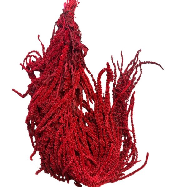 Red amaranthus
