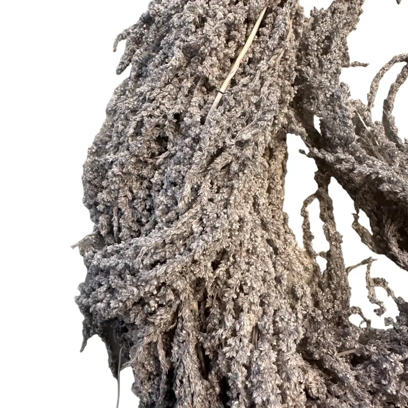 Grey Amaranthus