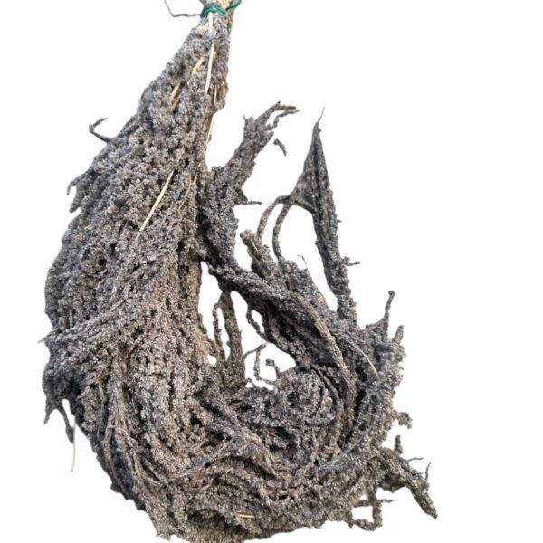 Grey Amaranthus