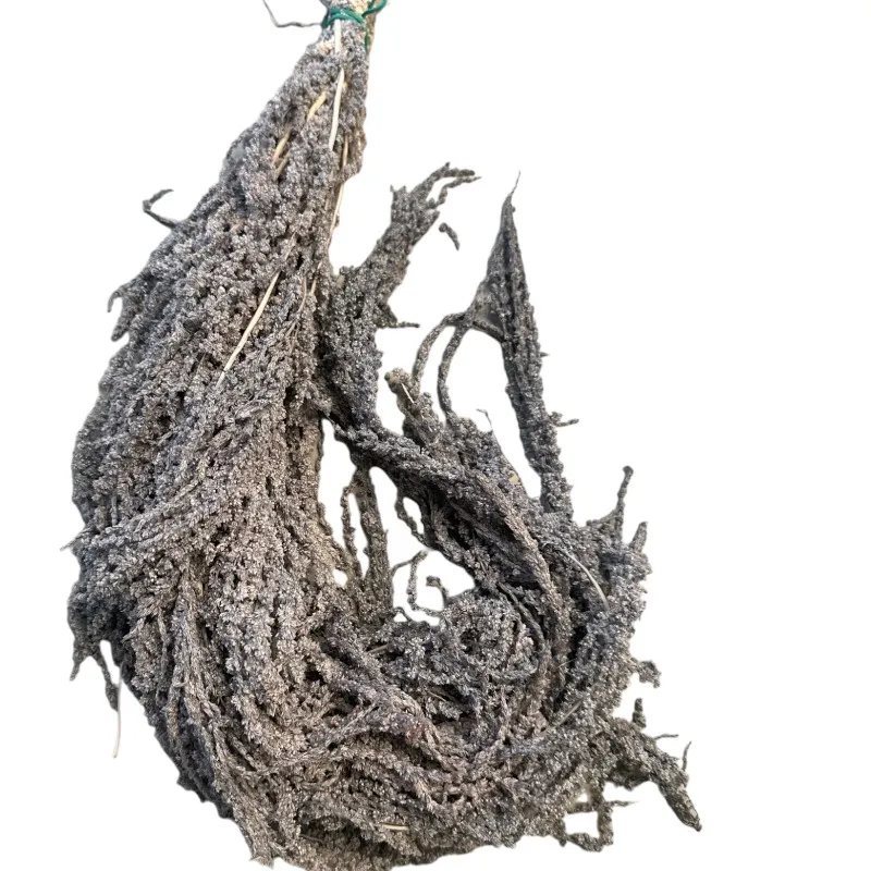 Grey Amaranthus