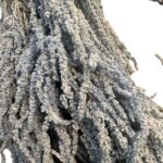 Light blue amaranthus