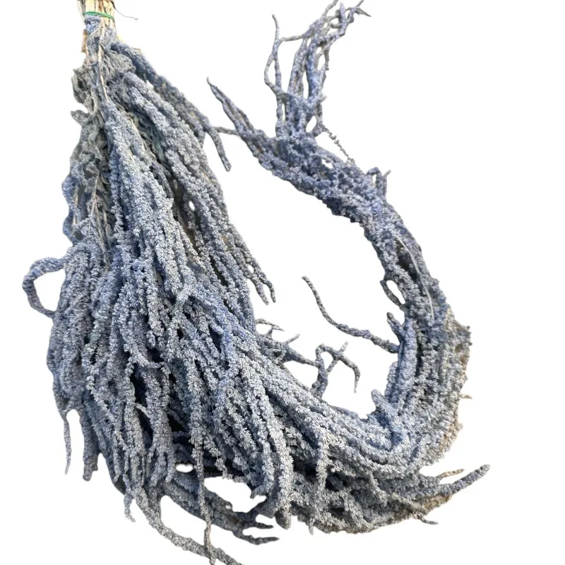 Light blue amaranthus