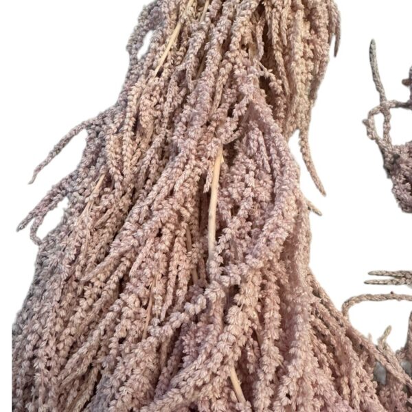 Lavender amaranthus 82