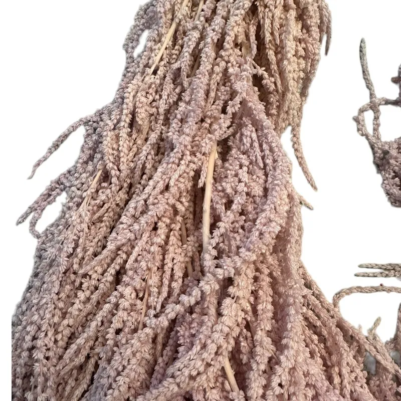 Lavender amaranthus 82
